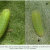 lycaena candens georgia larva2